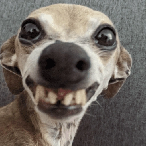 Figurinha de Cachorros engraçado (6 de 16)
