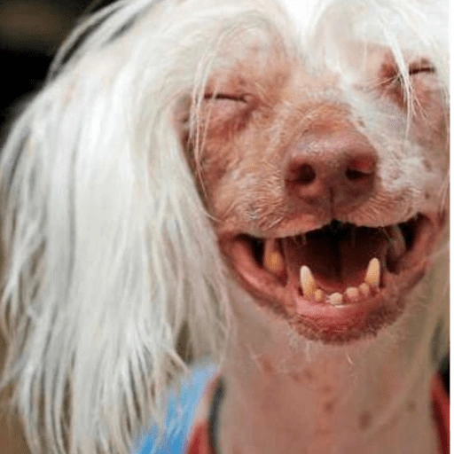 Figurinha de Cachorros engraçado (7 de 16)