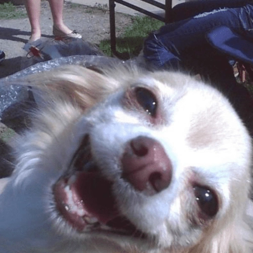 Figurinha de Cachorros engraçado (10 de 16)