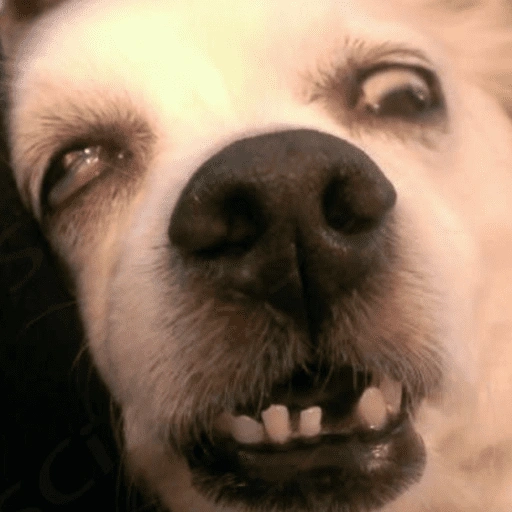 Figurinha de Cachorros engraçado (13 de 16)