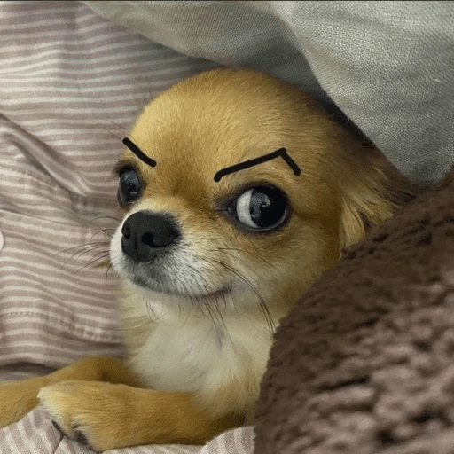 Figurinha de Cachorros engraçado (15 de 16)