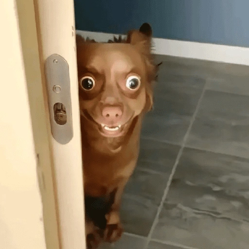 Figurinha de Cachorros engraçado (16 de 16)