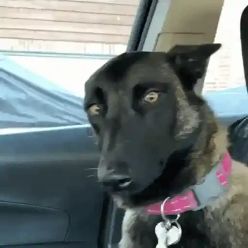 Figurinha de Cachorros engraçados para WhatsApp (6 de 16)