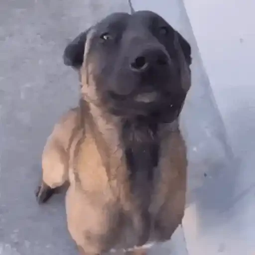 Figurinha de Cachorros engraçados para WhatsApp (8 de 16)