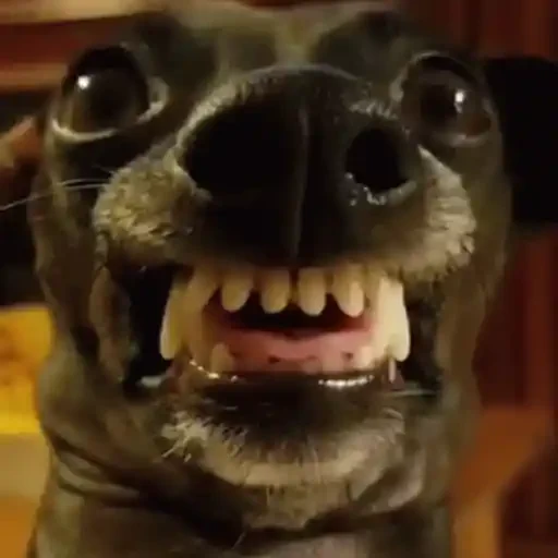 Figurinha de Cachorros engraçados (2 de 16)