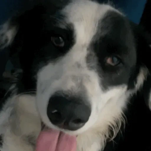 Figurinha de Cachorros engraçados (3 de 16)