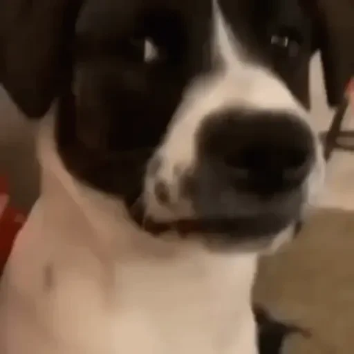 Figurinha de Cachorros engraçados (5 de 16)