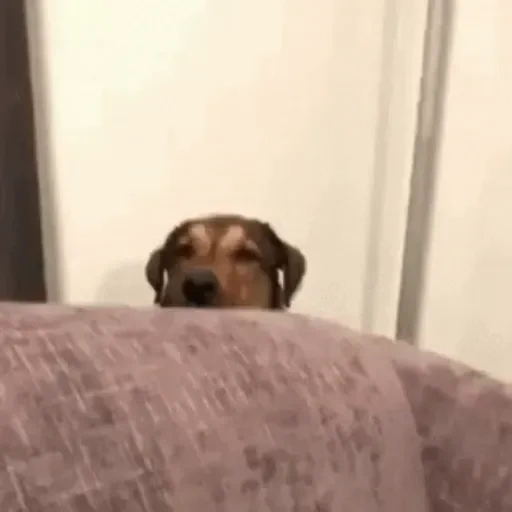 Figurinha de Cachorros engraçados (7 de 16)