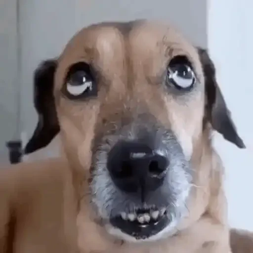 Figurinha de Cachorros engraçados (9 de 16)