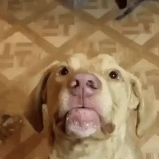 Figurinha de Cachorros engraçados (10 de 16)