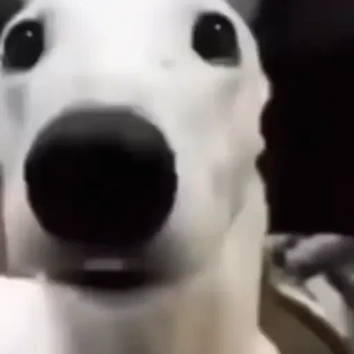 Figurinha de Cachorros engraçados (16 de 16)