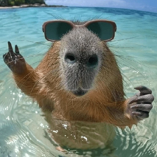 Figurinha de CAPYBARA ♥️🌻 (4 de 30)