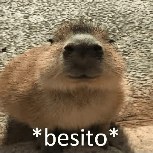 Figurinha de CAPYBARA ♥️🌻 (5 de 30)