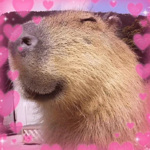 Figurinha de CAPYBARA ♥️🌻 (7 de 30)