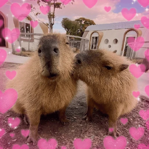 Figurinha de CAPYBARA ♥️🌻 (9 de 30)