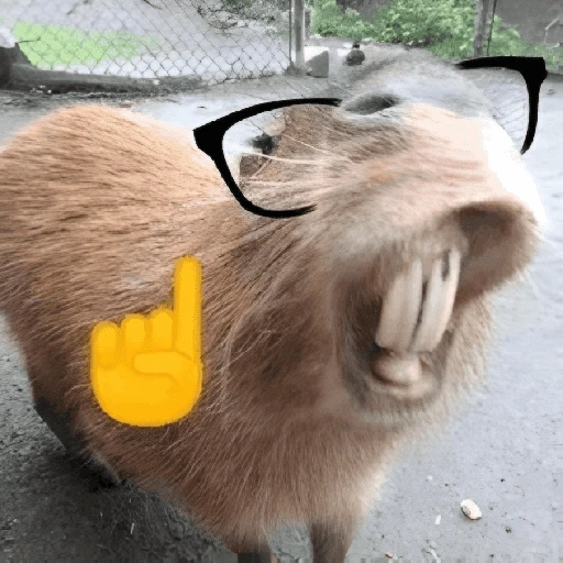 Figurinha de CAPYBARA ♥️🌻 (11 de 30)