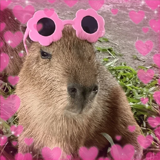 Figurinha de CAPYBARA ♥️🌻 (16 de 30)
