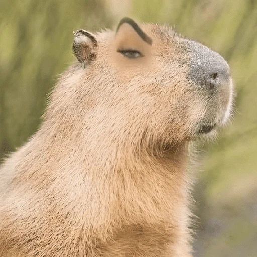 Figurinha de CAPYBARA ♥️🌻 (20 de 30)