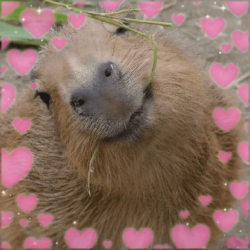 Figurinha de CAPYBARA ♥️🌻 (21 de 30)