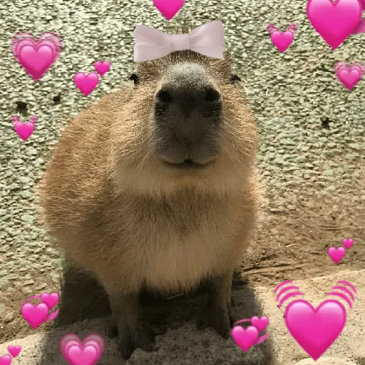 Figurinha de CAPYBARA ♥️🌻 (30 de 30)