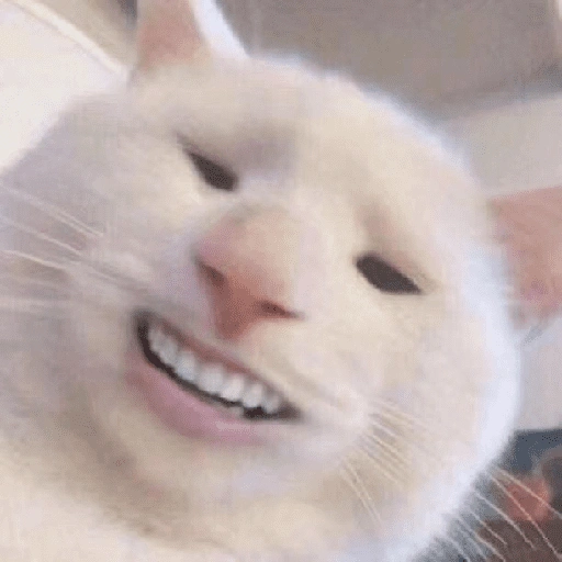 Figurinha de cat meme funny para WhatsApp (2 de 24)