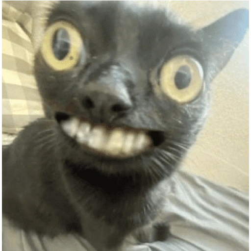 Figurinha de cat meme funny para WhatsApp (3 de 24)