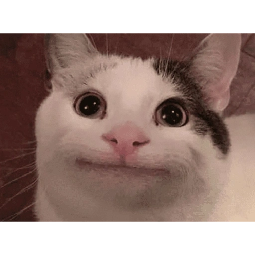 Figurinha de cat meme funny para WhatsApp (4 de 24)