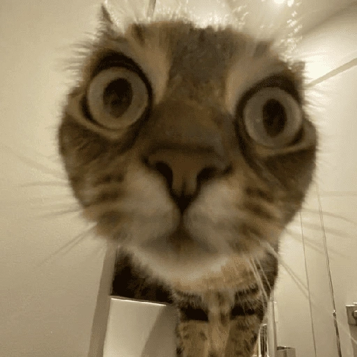 Figurinha de cat meme funny para WhatsApp (5 de 24)