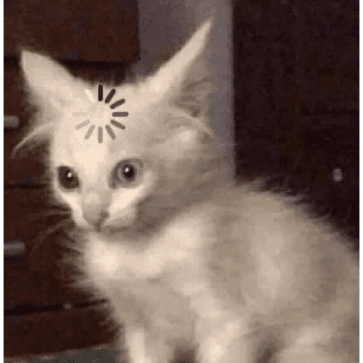 Figurinha de cat meme funny para WhatsApp (6 de 24)