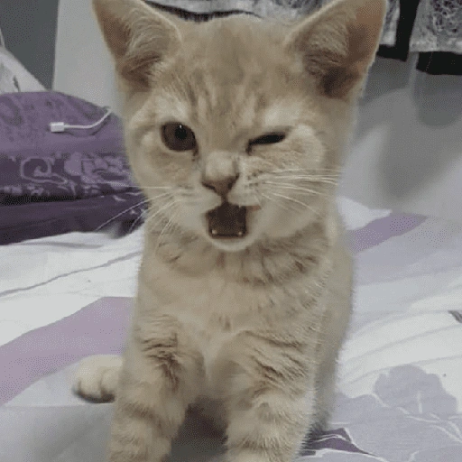 Figurinha de cat meme funny para WhatsApp (7 de 24)