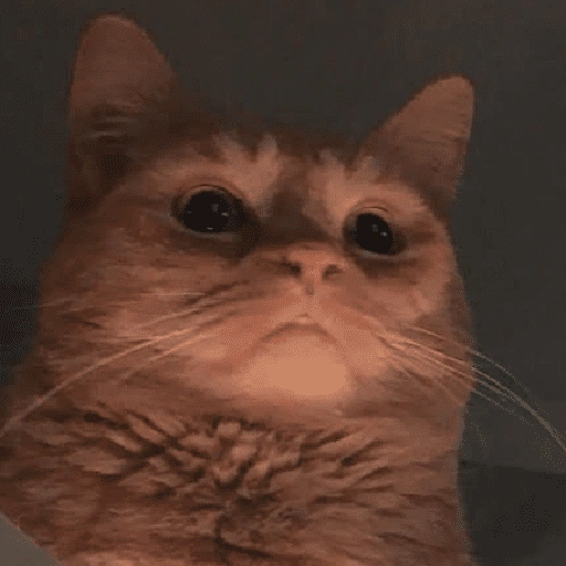 Figurinha de cat meme funny para WhatsApp (8 de 24)