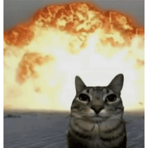 Figurinha de cat meme funny para WhatsApp (10 de 24)