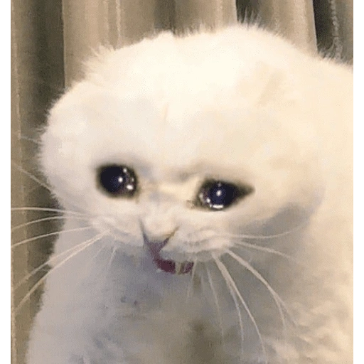 Figurinha de cat meme funny para WhatsApp (11 de 24)