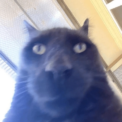 Figurinha de cat meme funny para WhatsApp (12 de 24)