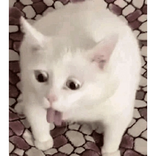 Figurinha de cat meme funny para WhatsApp (13 de 24)