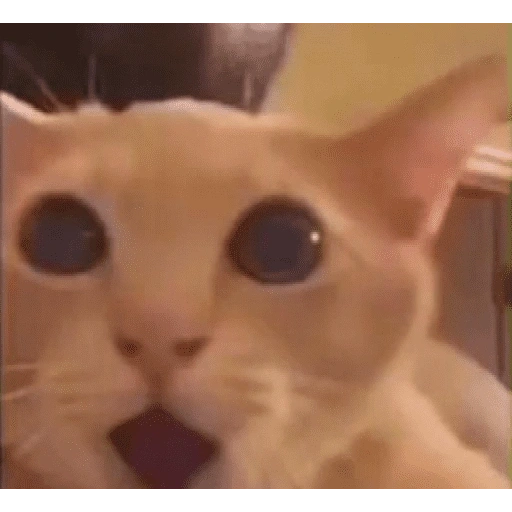 Figurinha de cat meme funny para WhatsApp (14 de 24)