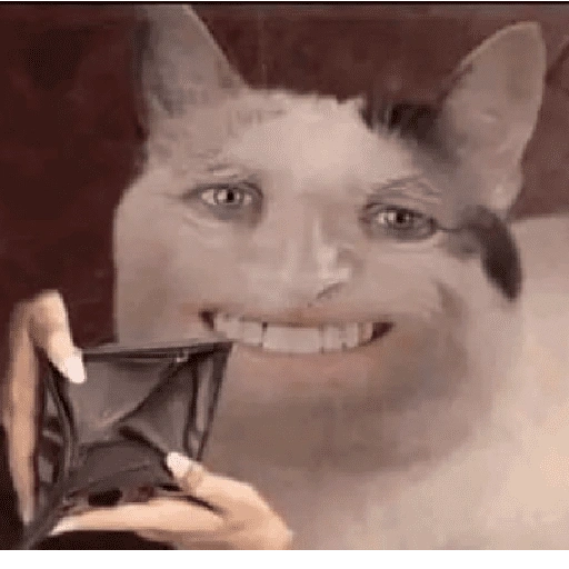 Figurinha de cat meme funny para WhatsApp (15 de 24)