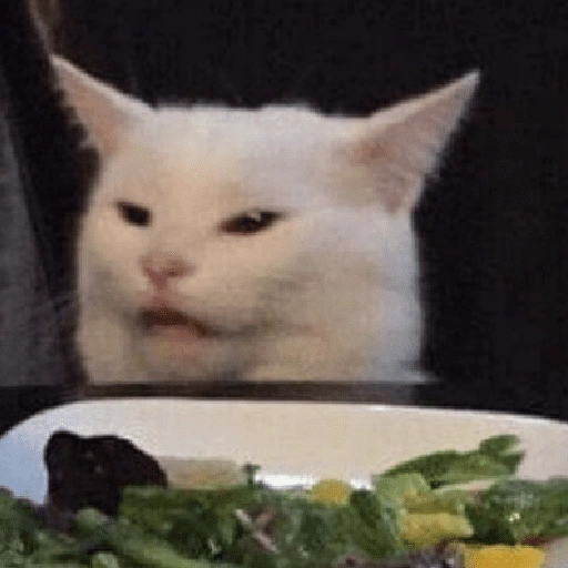 Figurinha de cat meme funny para WhatsApp (16 de 24)