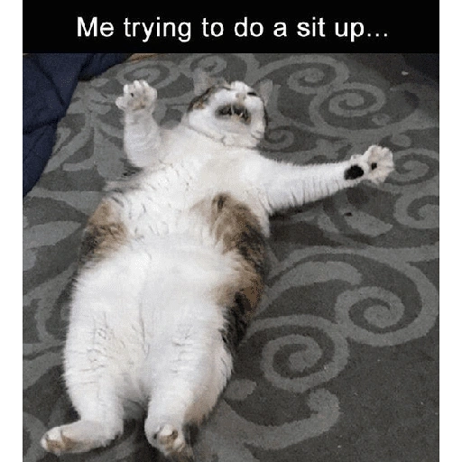 Figurinha de cat meme funny para WhatsApp (17 de 24)