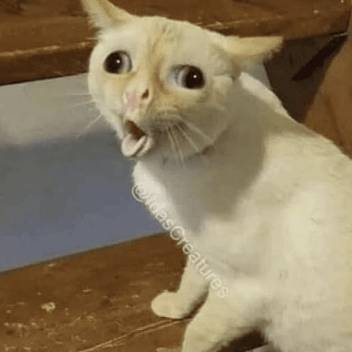 Figurinha de cat meme funny para WhatsApp (18 de 24)