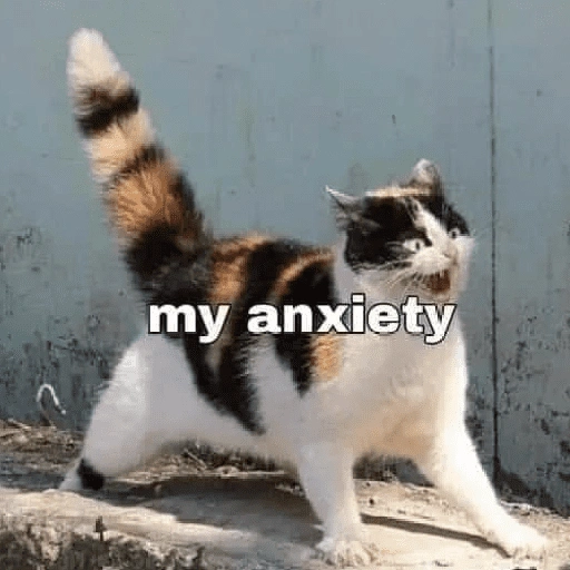 Figurinha de cat meme funny para WhatsApp (19 de 24)