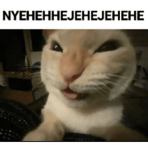 Figurinha de cat meme funny para WhatsApp (20 de 24)