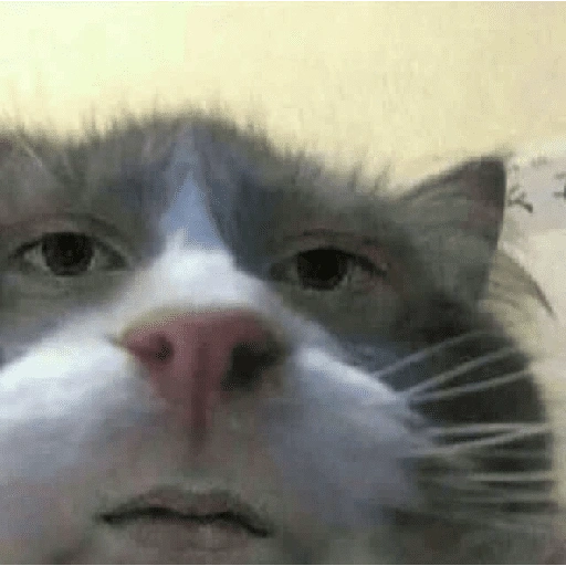 Figurinha de cat meme funny para WhatsApp (21 de 24)