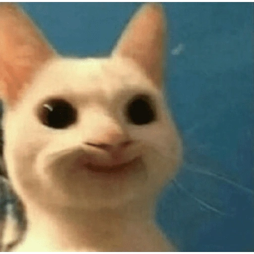 Figurinha de cat meme funny para WhatsApp (22 de 24)