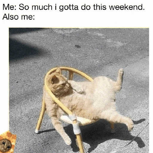 Figurinha de cat meme funny para WhatsApp (24 de 24)