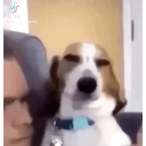 Figurinha de CATIORO (5 de 15)