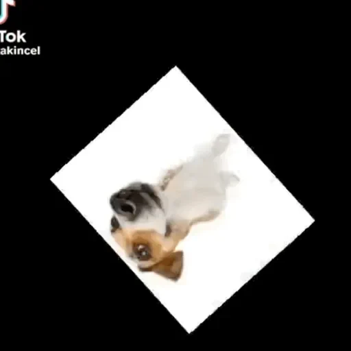 Figurinha de CATIORO (6 de 15)