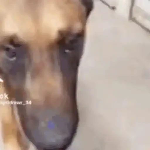 Figurinha de CATIORO (8 de 15)