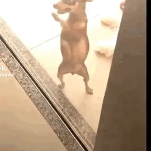 Figurinha de CATIORO (9 de 15)