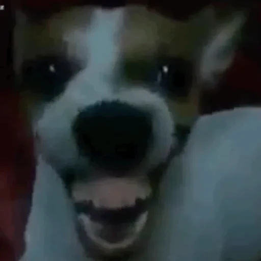 Figurinha de CATIORO (12 de 15)